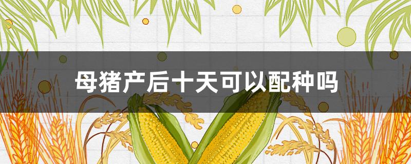 母猪产后十天可以配种吗(母猪产后10天能配猪吗)