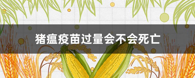 猪瘟疫苗过量会不会死亡（猪瘟疫苗过期了打了会死猪吗）