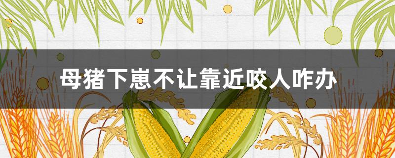 母猪下崽不让靠近咬人咋办 怎么绑母猪不让咬崽