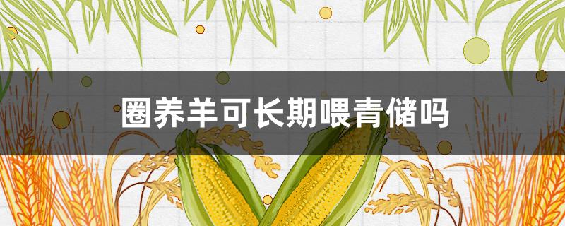 圈养羊可长期喂青储吗 羊能长期喂青储饲料吗