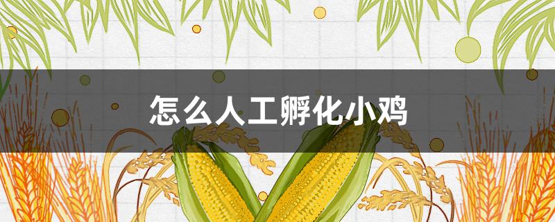 怎么人工孵化小鸡（人工孵化小鸡 几种方法）