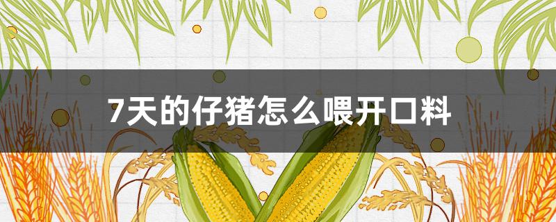 7天的仔猪怎么喂开口料（仔猪开口料几天开始饲喂）