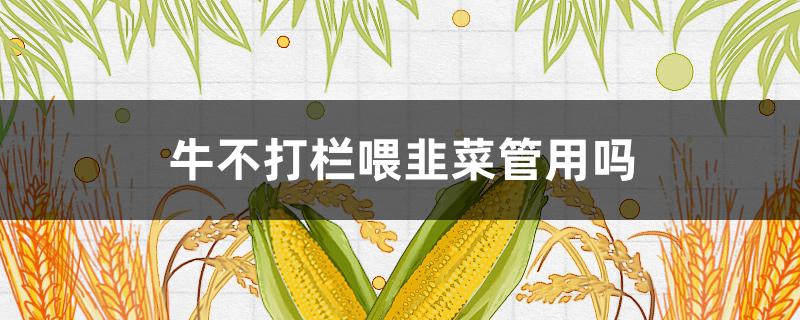 牛不打栏喂韭菜管用吗 牛喂韭菜可以吗