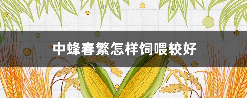 中蜂春繁怎样饲喂较好（中蜂春繁如何饲喂）