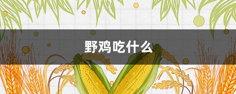 野鸡吃什么（野鸡吃什么食物怎么喂养）