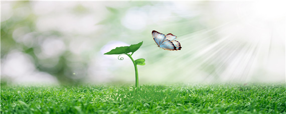 槟榔苗用什么肥长得快 槟榔苗种多久才能施肥