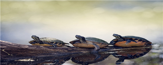 乌龟和王八的区别（乌龟和王八的区别图片）