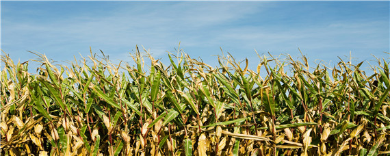 玉米怎样才算成熟 玉米怎样算熟了