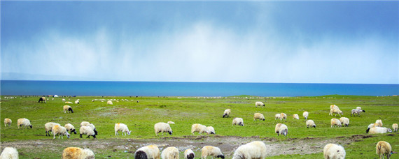 骊羊一年产几胎几羔(羊产羔多长时间)