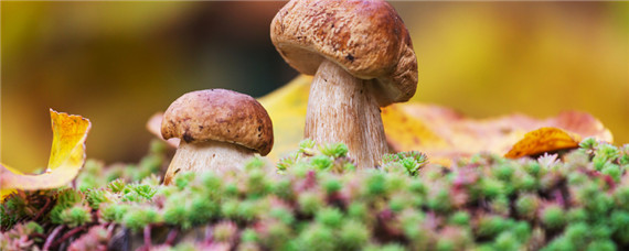 蘑菇种植技术（蘑菇种植技术培训班）