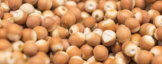 芡实种植技术与栽培管理(芡实怎么种植方法如下)