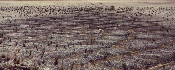 改良酸性土壤的是什么物质 改良碱性土壤的是什么物质