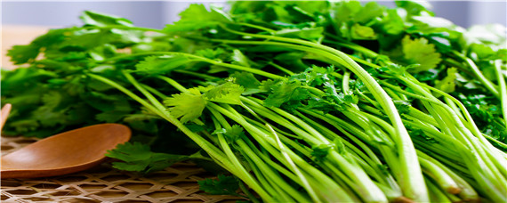 夏天35度怎样种植香菜(夏季种植香菜怎么样解决温度问题)