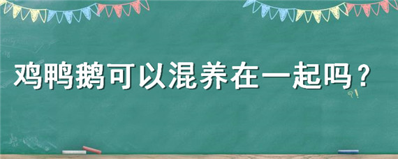 鸡鸭鹅可以混养在一起吗 鸭和鹅能在一起混养不