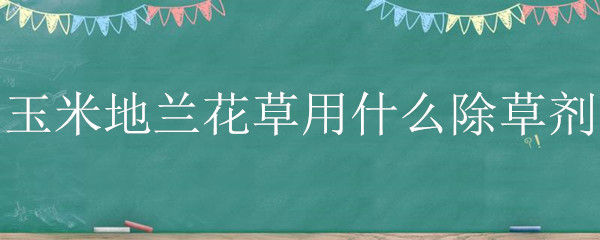 玉米地兰花草用什么除草剂（玉米地兰花菜用什么除草剂）