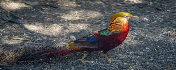 中华锦鸡长什么样 中华 锦鸡