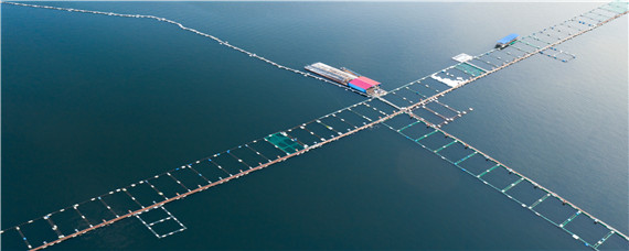 网箱养鱼技术（网箱养鱼技术与方法）