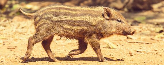 野猪生活规律 野猪生活规律及下套方法