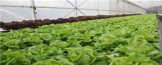 无土栽培菜苗种植方法 无土栽培蔬菜步骤