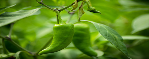 辣椒打叉芽什么时候打 辣椒种植要打叉吗