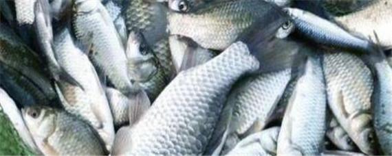 鲤鱼是什么鱼 没有鳞的鲤鱼是什么鱼