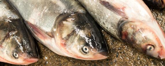 鱼的生长周期 白条鱼的生长周期