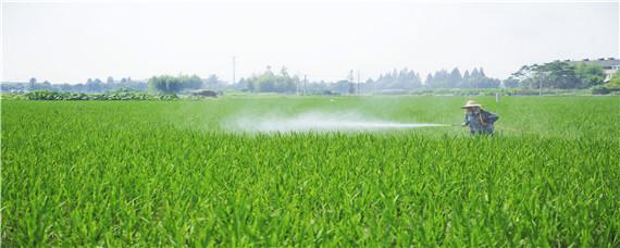 水稻卷叶虫用什么农药 水稻长卷叶虫要打啥药