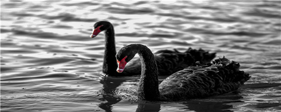 黑天鹅几级保护动物 黑天鹅算几级保护动物