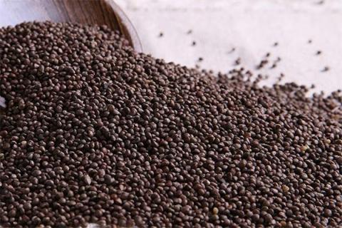 紫苏子泡酒功效与作用 紫苏能泡酒吗