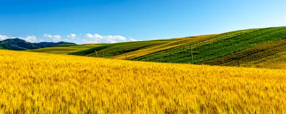 五地一产指什么（什么是五地一产改革）