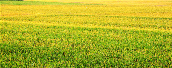 30挑田是多少亩 一挑田是多少亩