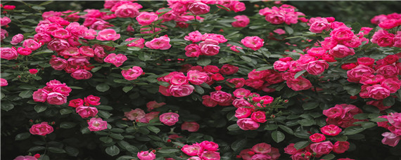 硫酸亚铁能浇月季吗 硫酸亚铁可以浇月季吗