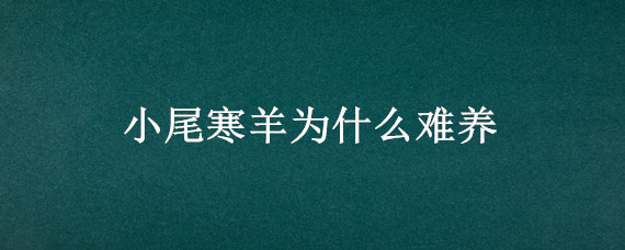 小尾寒羊为什么难养 小尾寒羊好养活吗