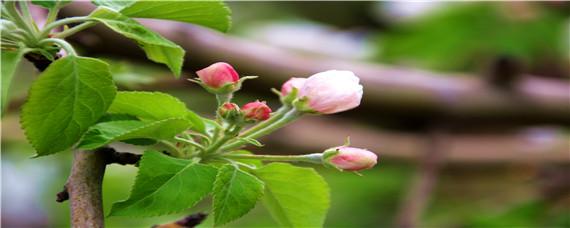 新栽果树浇水最佳时间 果树什么时候浇水,施肥最好