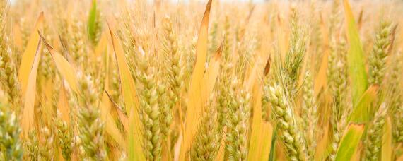 耐寒小麦品种 耐寒的小麦品种