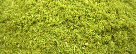 松针粉喂鸡的危害 松针喂鸡对鸡有害处