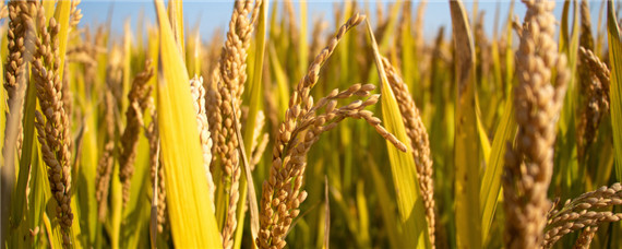 水稻生育期分为几个时期及时间(水稻分为几个生育期?)