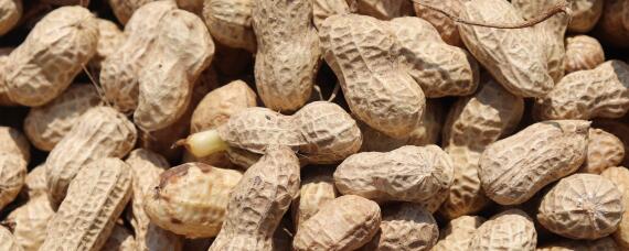 花生生长期多少天收获（花生长多长时间收获）