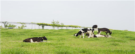 养牛大棚怎么搭建 养牛大棚怎么搭建牛粪怎么处理