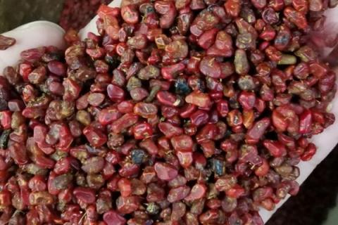 枝仁的功效与作用(枝仁的功效与作用的功能与主治)