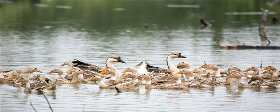 鸭和鹅的杂交品种（鸭和鹅的杂交品种叫什么名字）