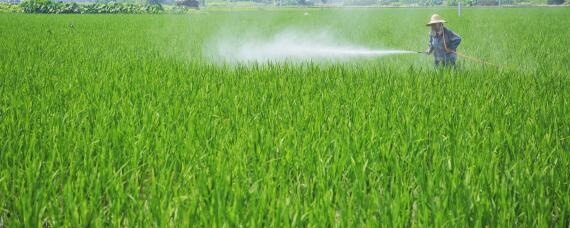 有露水可以打农药吗 茶叶有露水可以打农药吗