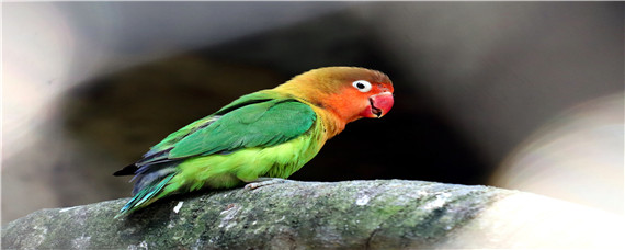 养了一只母鹦鹉下蛋了怎么办 一只母鹦鹉会下蛋了怎么办