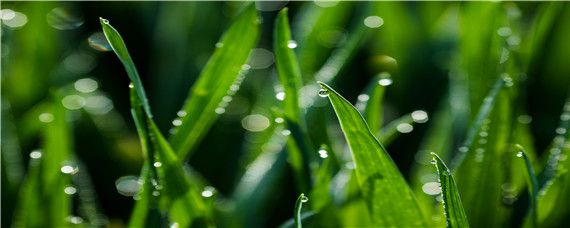 麦子出苗后多长时间浇水好（麦苗什么时候浇水）