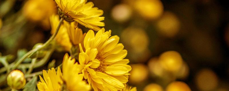 菊花的养殖方法和注意事项（盆栽菊花的养殖方法和注意事项）