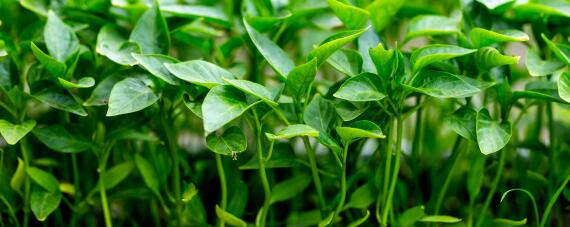 辣椒开花到成熟多少天（辣椒开花到果实成熟要多久）