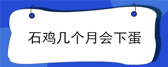 石鸡几个月会下蛋（石鸡几个月才能下蛋）