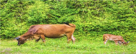 黄牛的特点 黄牛的特点和生活特征