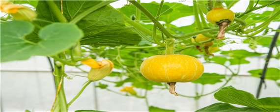 南瓜几月播种几月收获 南瓜播种时间和收割时间