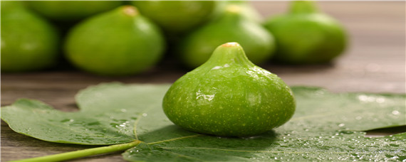 无花果栽培种植技术（盆栽无花果栽培种植技术）